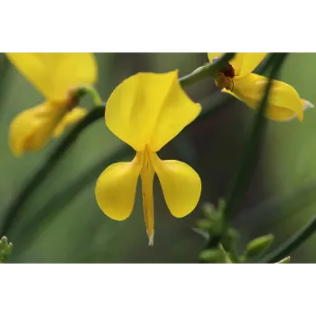 Yellow Orchid Flower